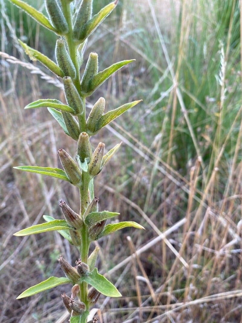 Onagra stricta 19