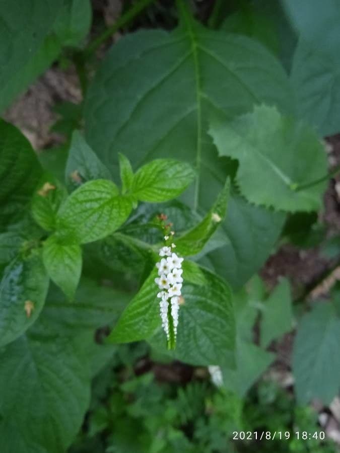 Eliciotropio angiospermo 20