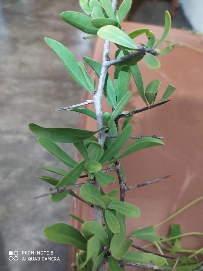 Gymnosporia