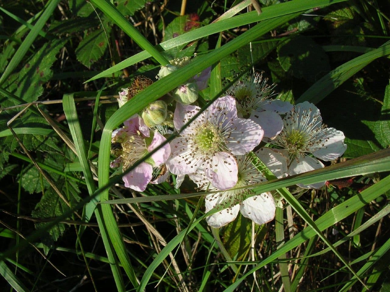 Ronse ásper 7