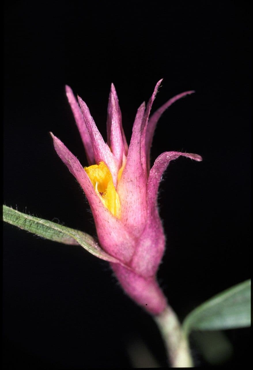 Elleanthus 3
