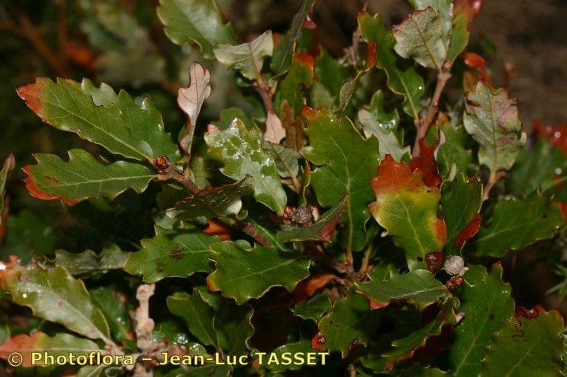 Quercia lusitanica 22