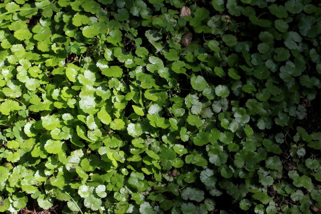 Hydrocotyle sibthorpioides 15