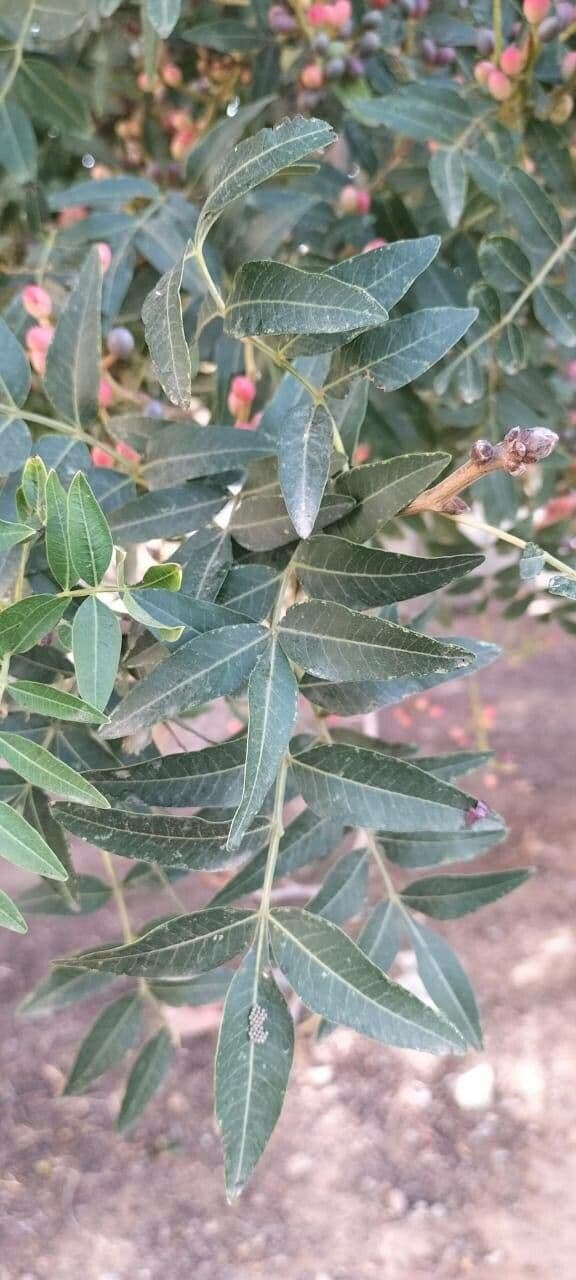 Pistacia 19