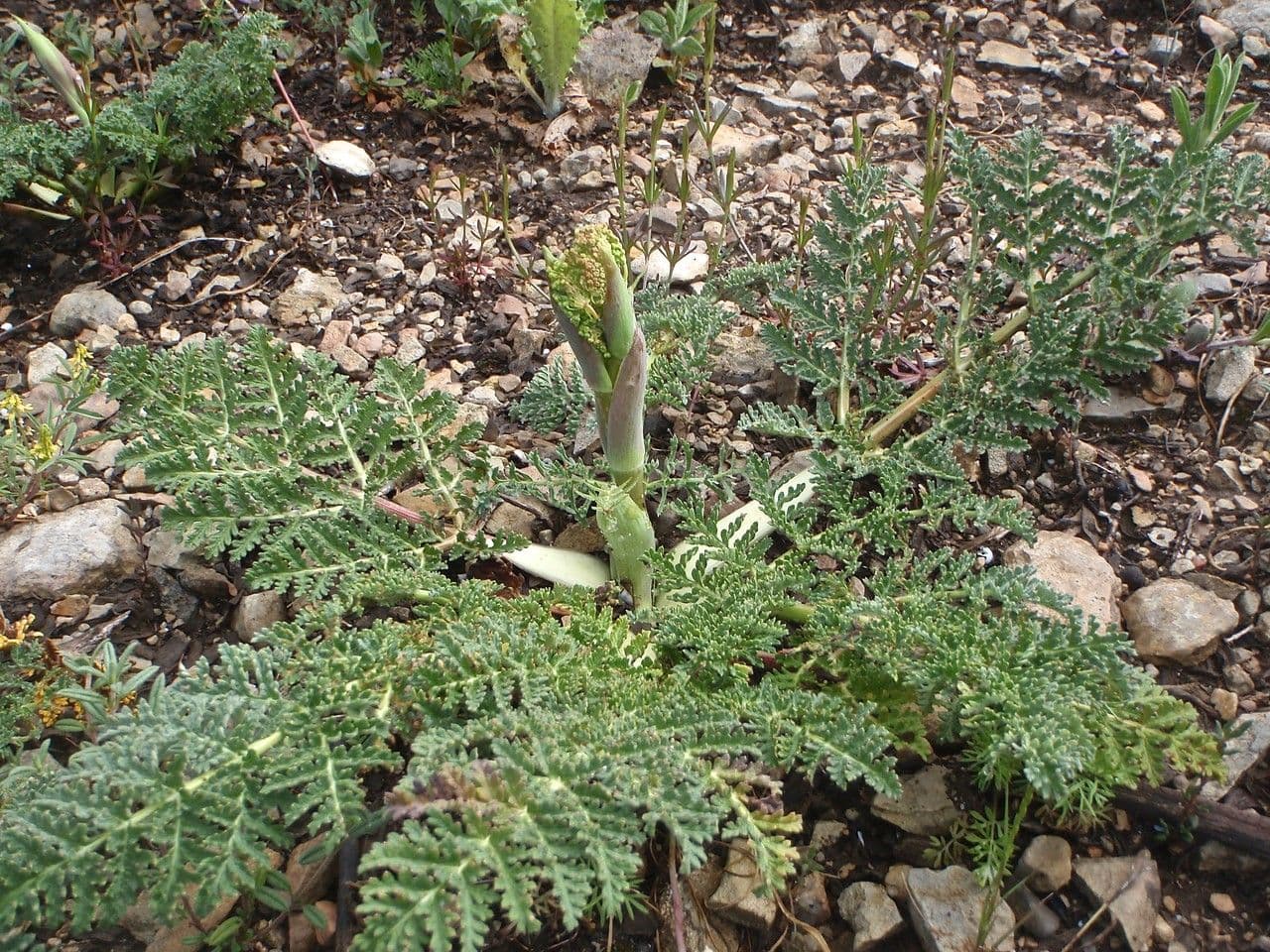 Sagapeno 11