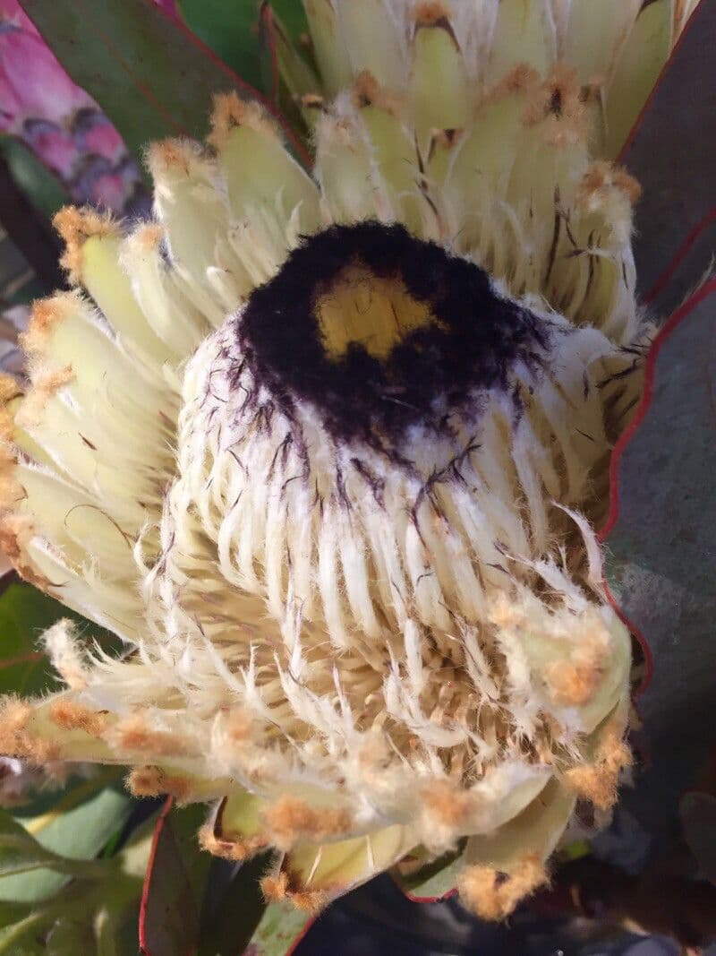 Protea carciofoide 28