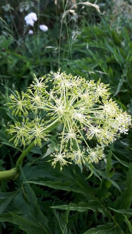Molopospermum 9