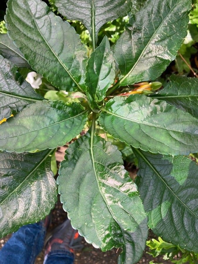 Impatiens 16