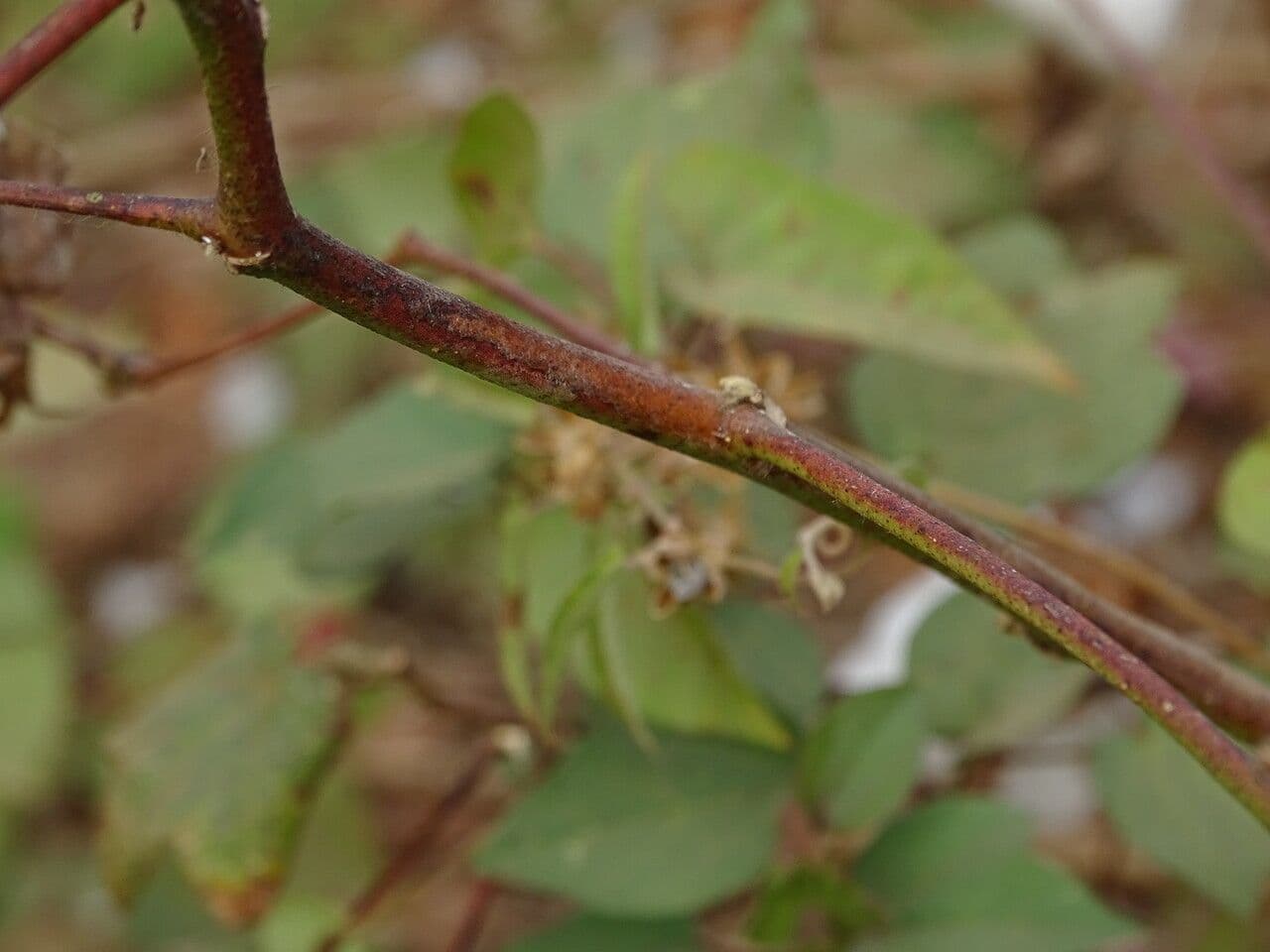 Algodón 24