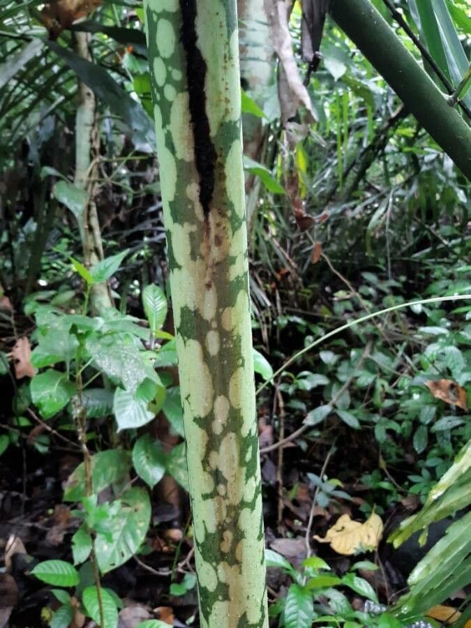 Patata talinga 23