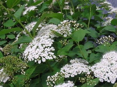 Spiraea media 7