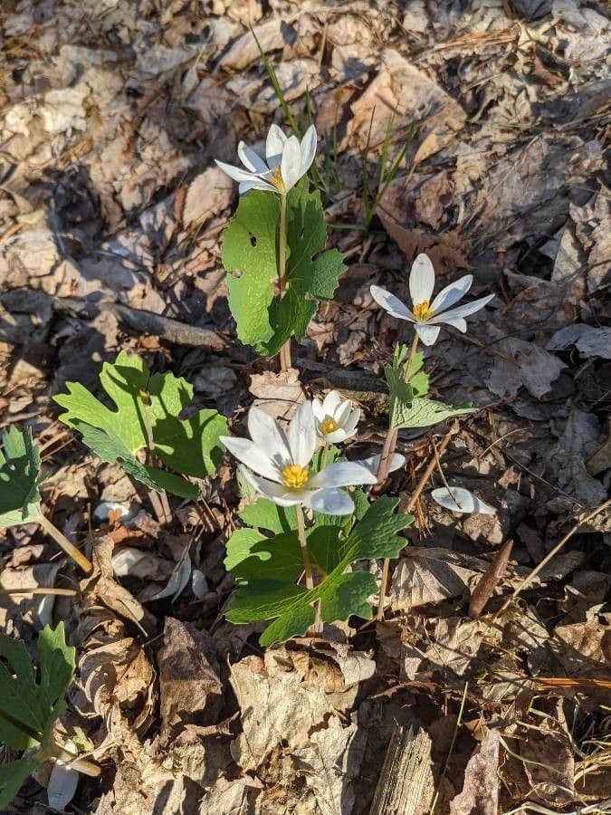 Sanguinaria 12