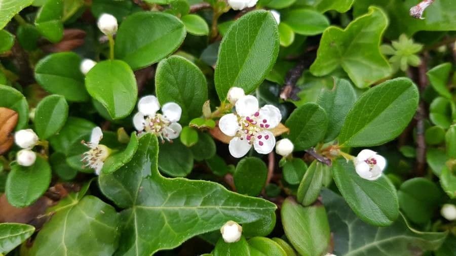 Cotoneaster di Dammer 7
