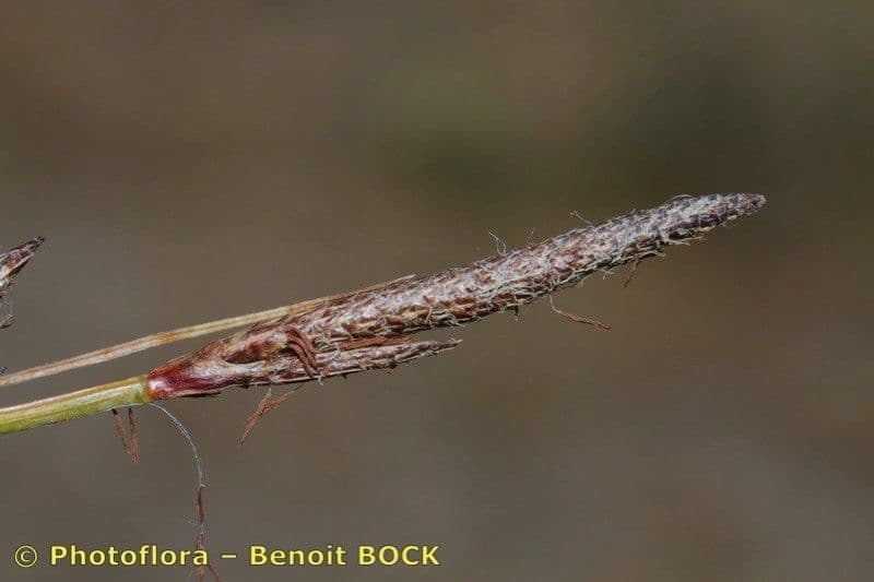 Carice binervia 20