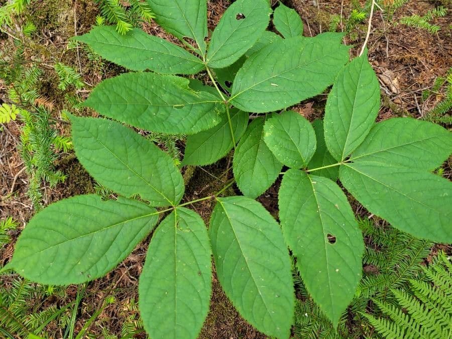 Aralia a stelo nudo 16