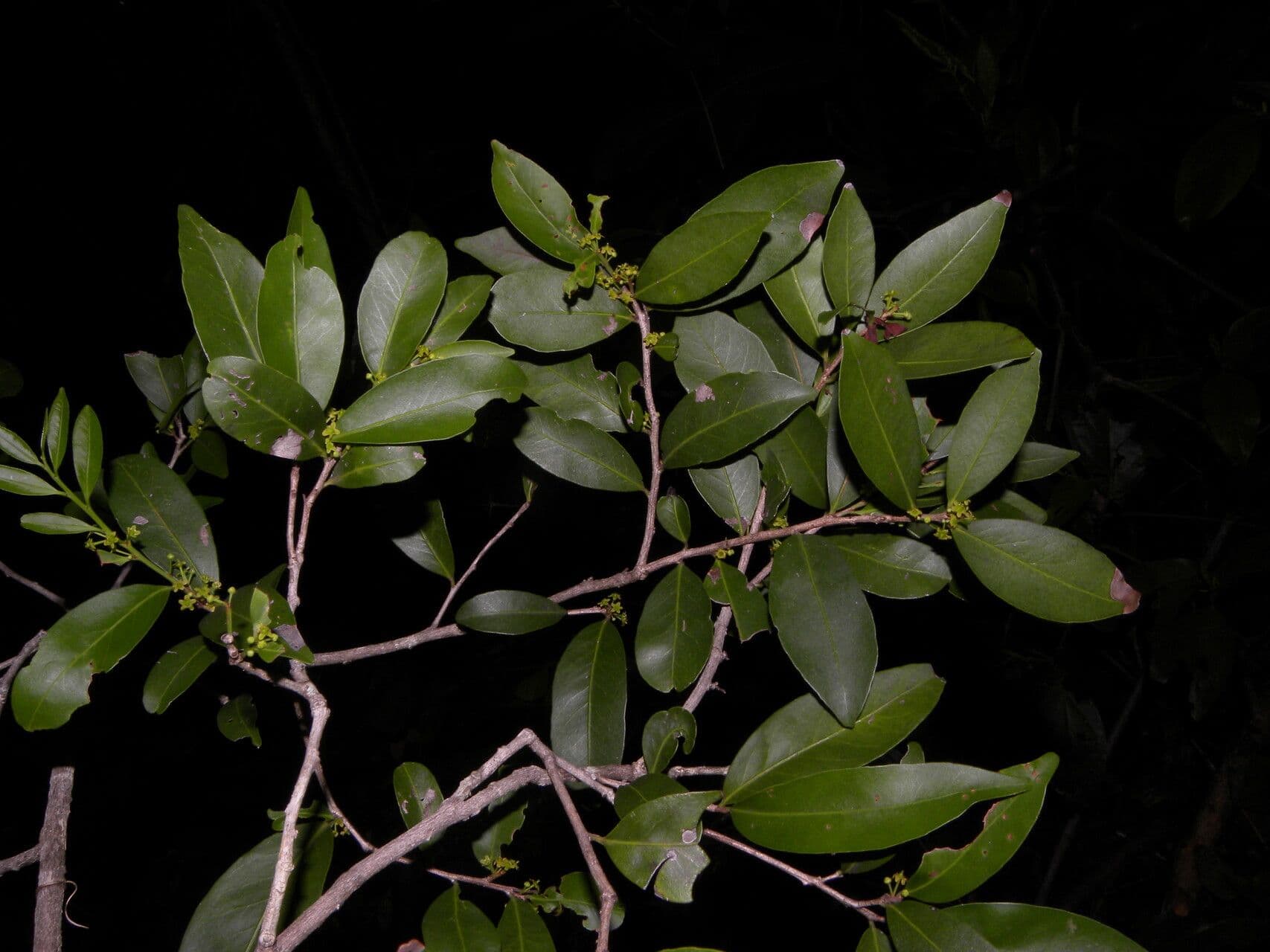 Maytenus 9