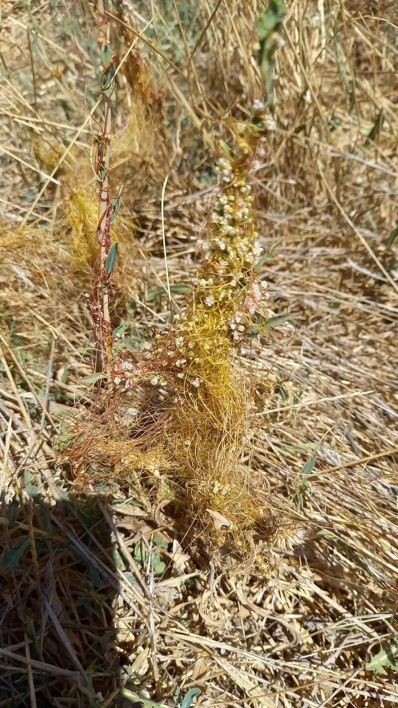 Cuscuta a semi piccoli 12