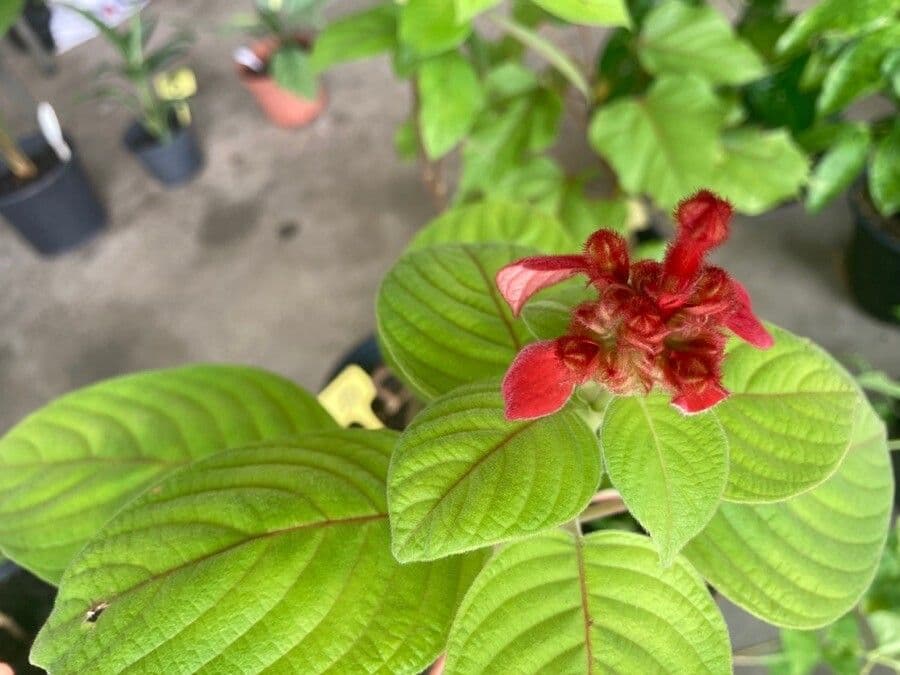 Mussaenda erythrophylla 14
