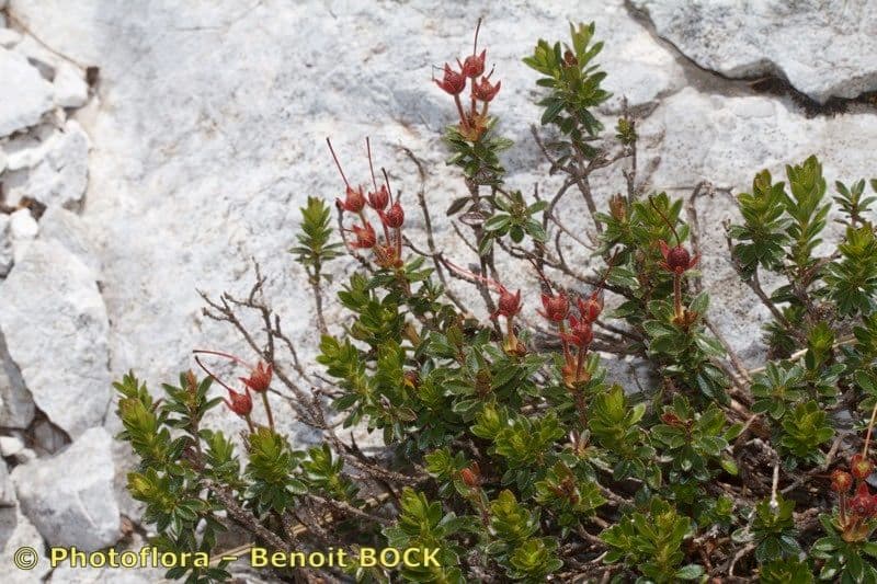 Rhodothamnus 8