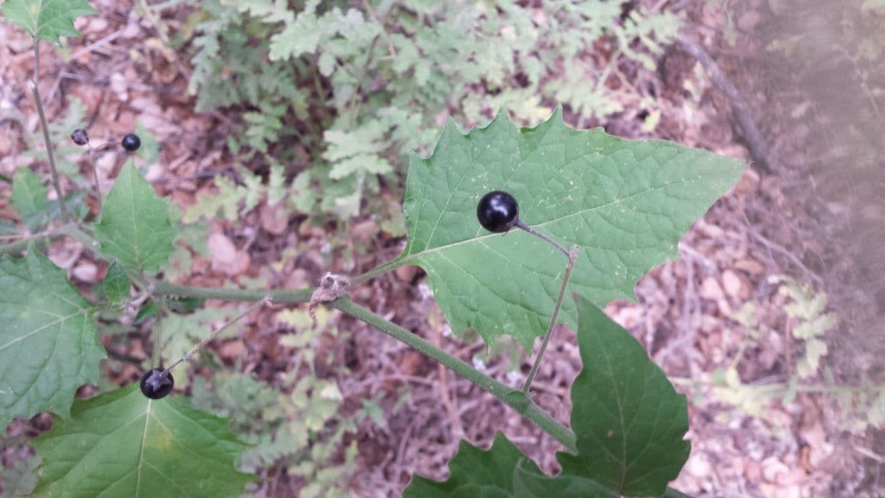 Solanum douglasii 18