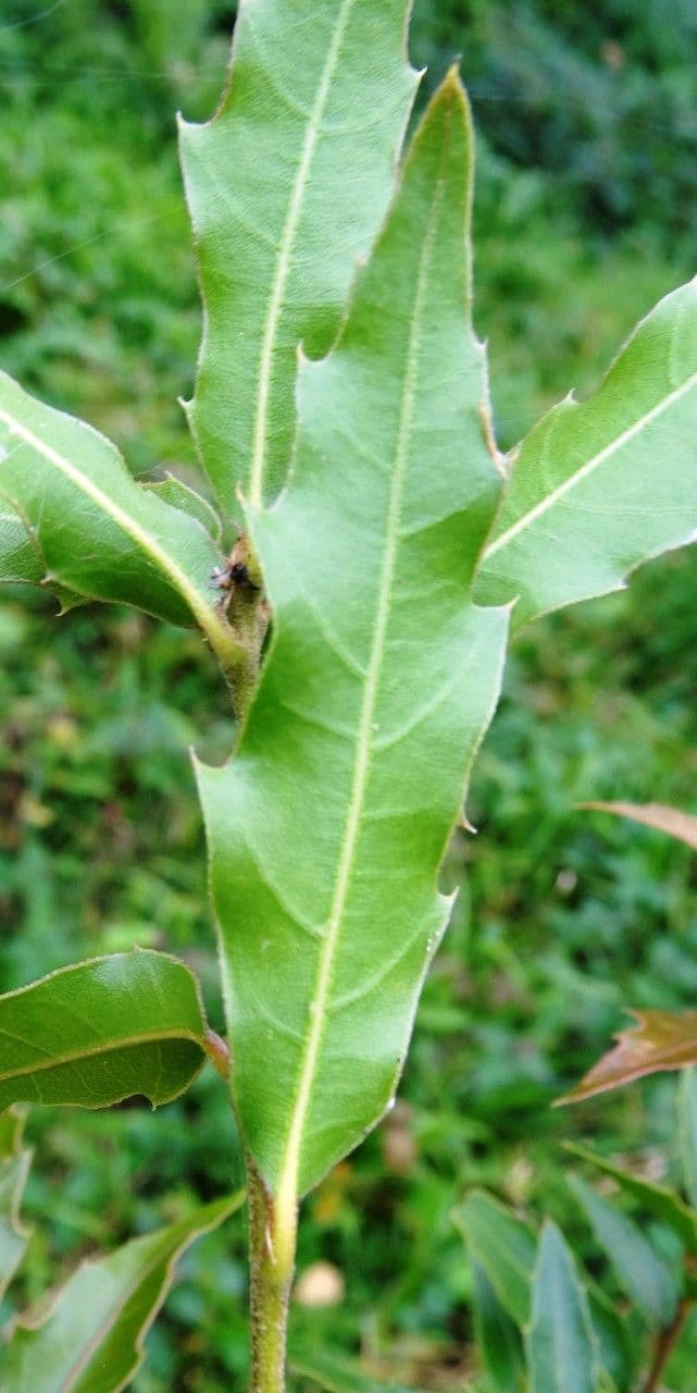 Dąb 9