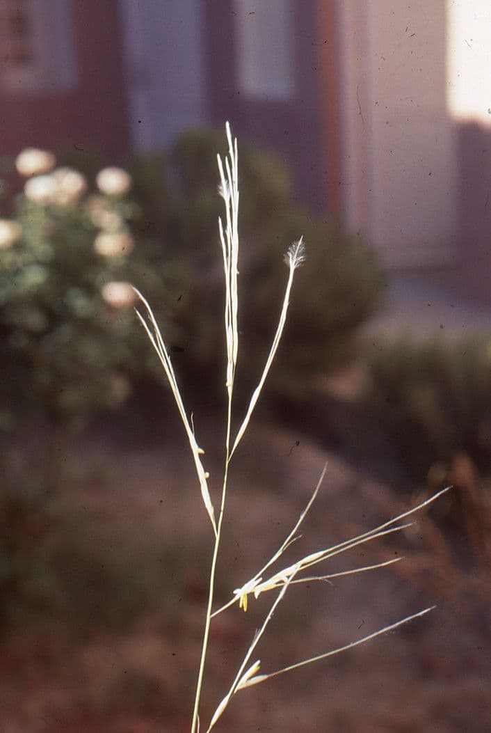 Stipagrostis ottusa 5
