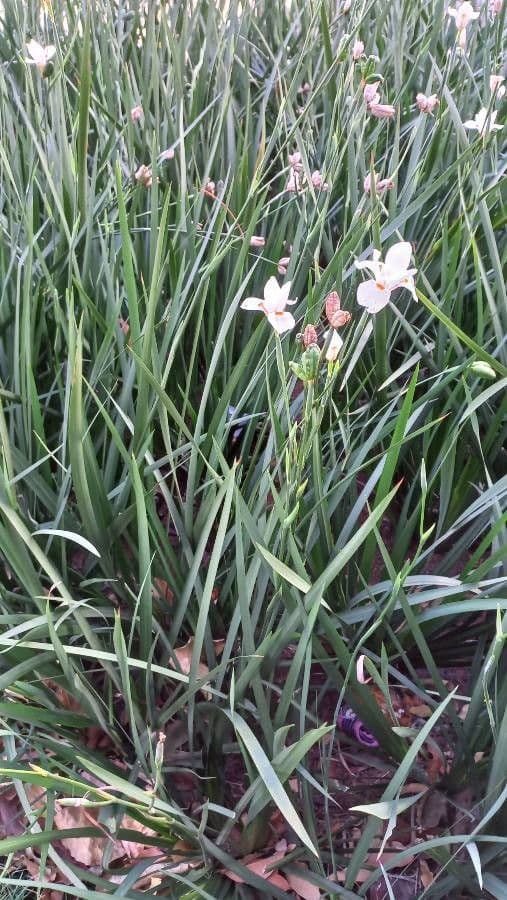 Iris selvatico 13