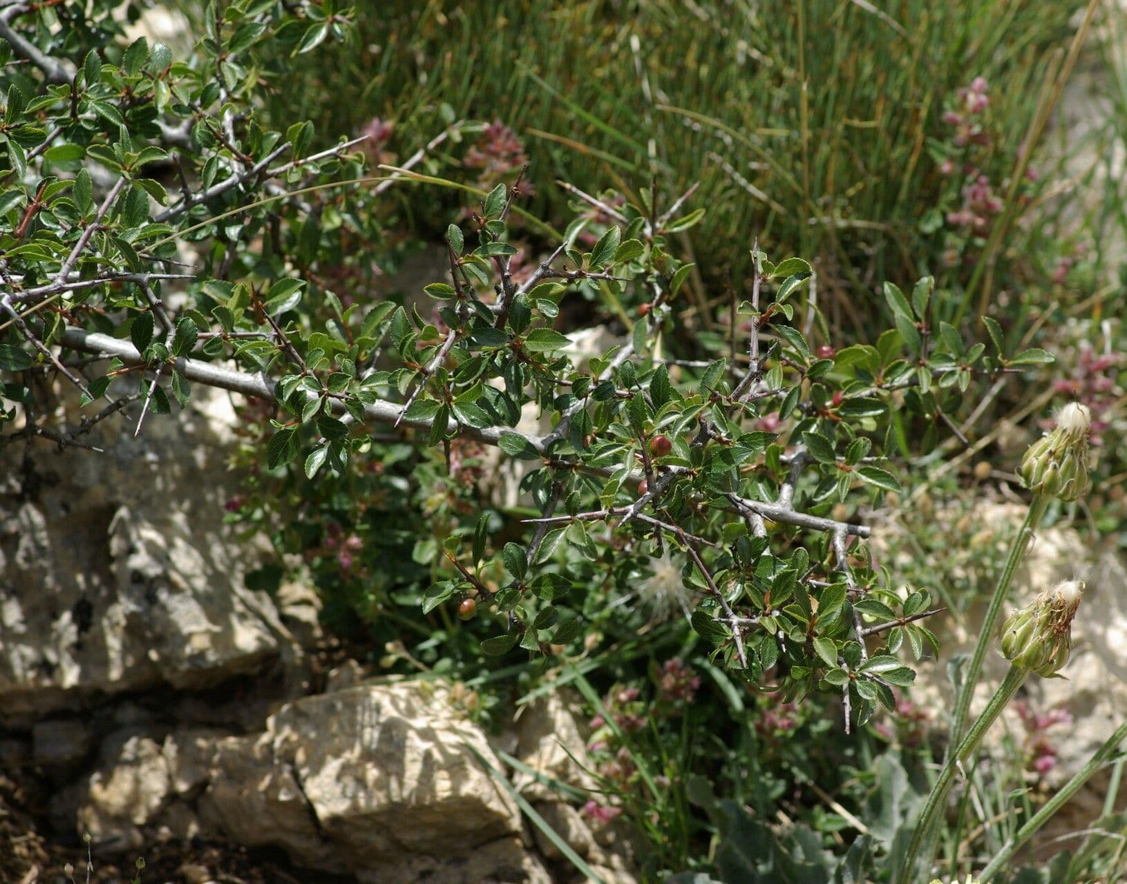 Espino de roca 12