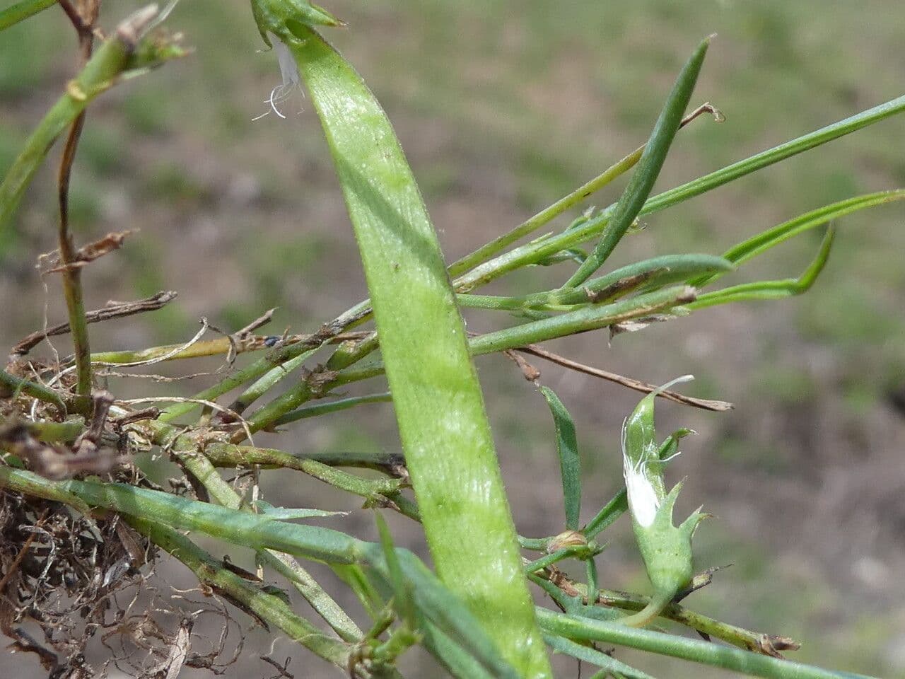 Cicerchia 5