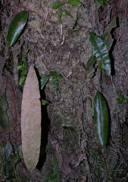 Oleandra 10