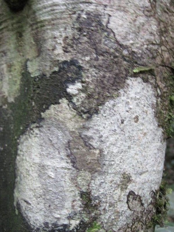 Amphirrhox 11