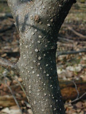 Lindera benzoin 21