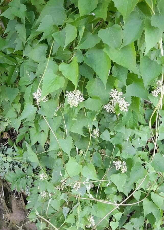 Mikania periplocifolia 5