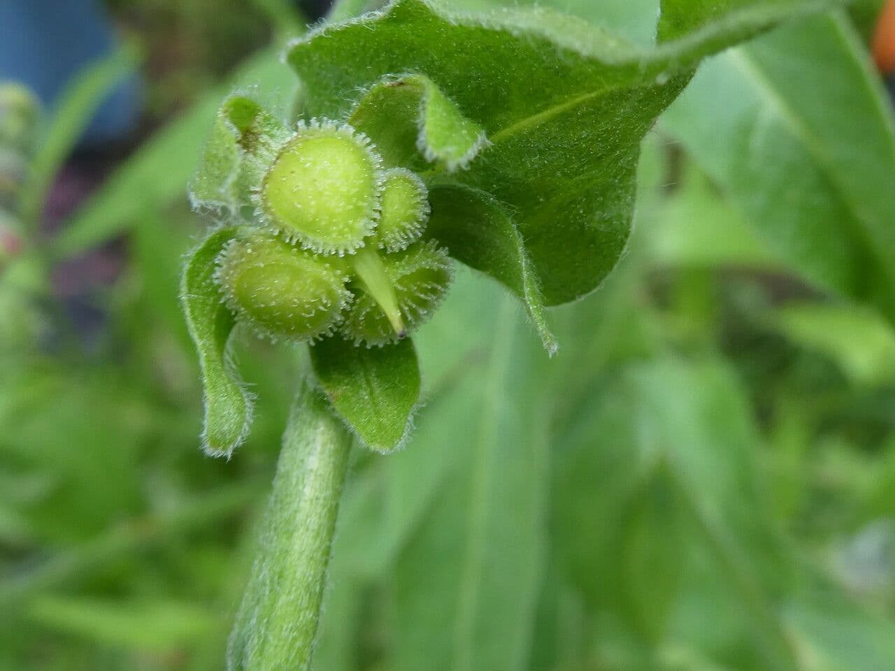 Cinoglosa