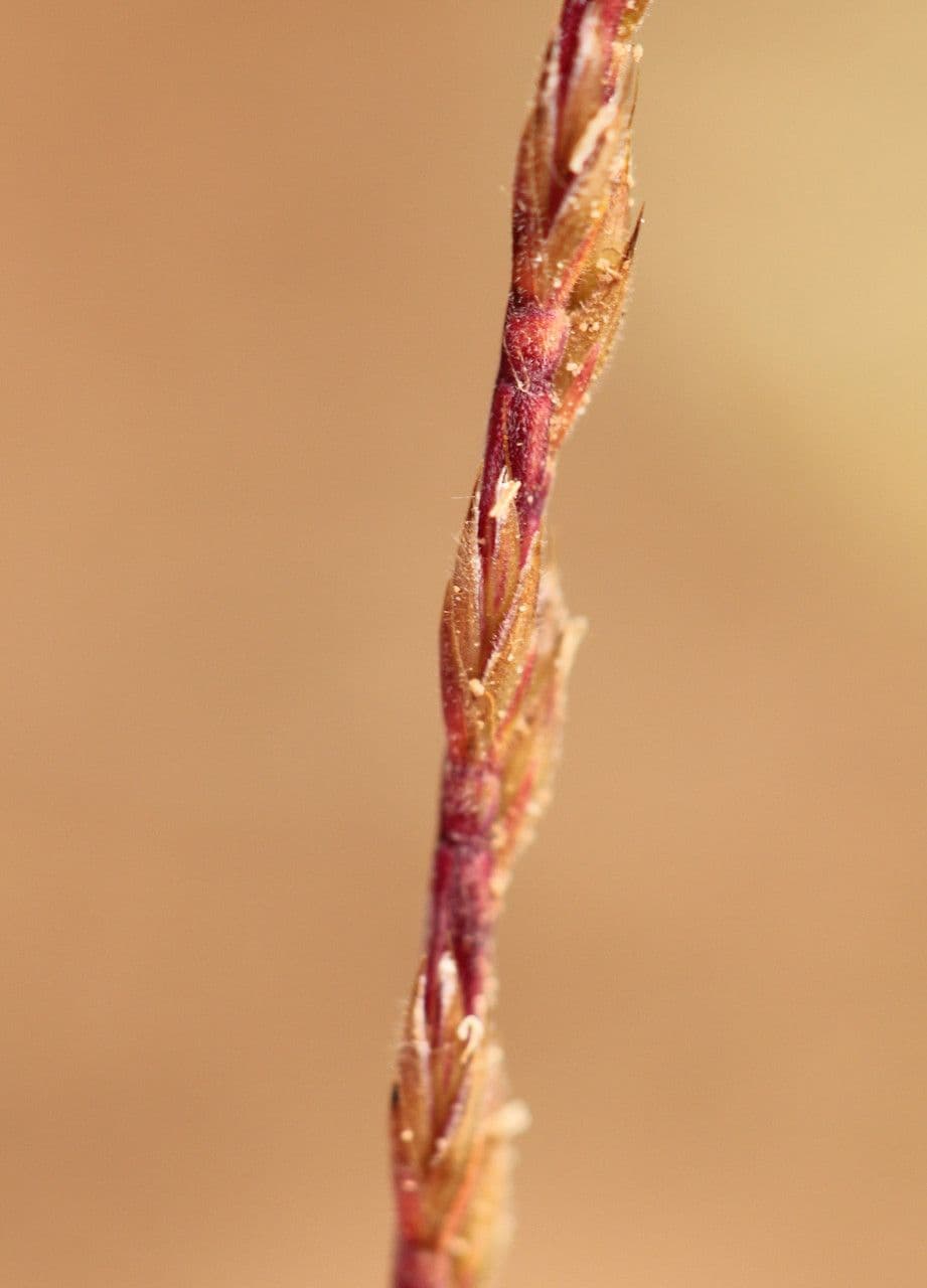 Vlasovka jednostranná 7