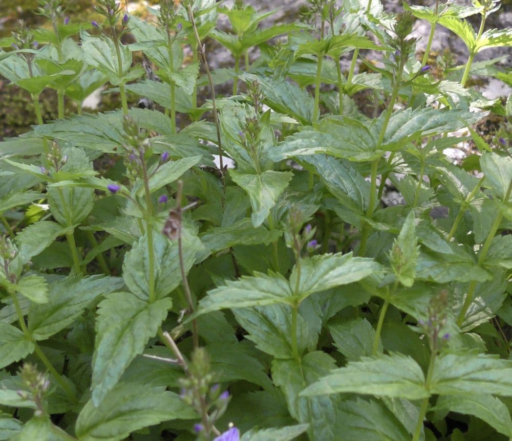 Veronica ponae 20