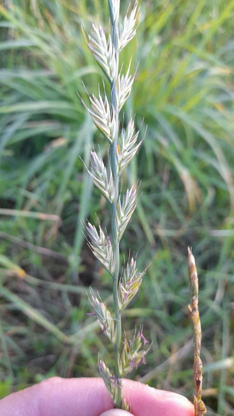 Jílek mnohokvětý 6