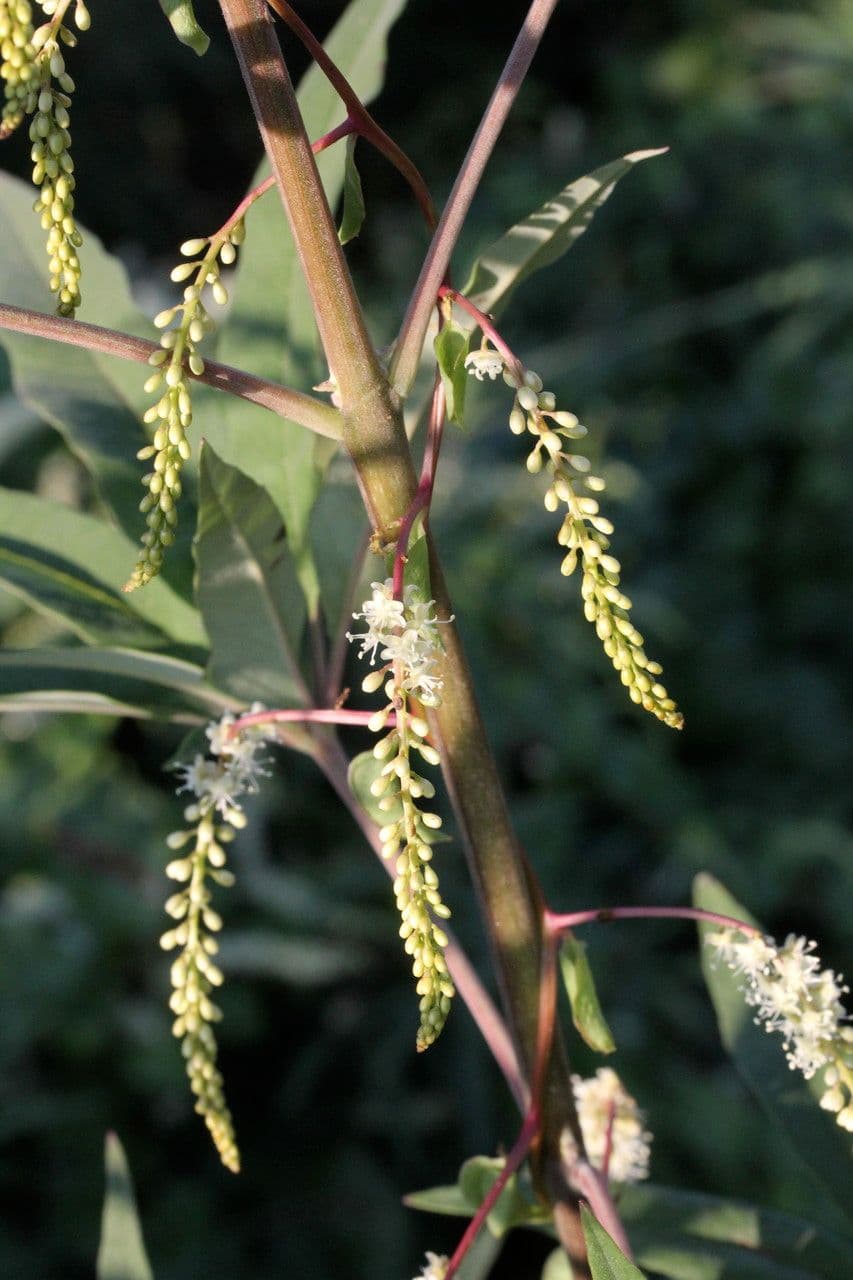 Anredera 26