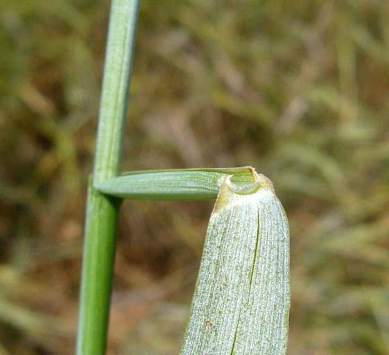 Leymus triticoides 12