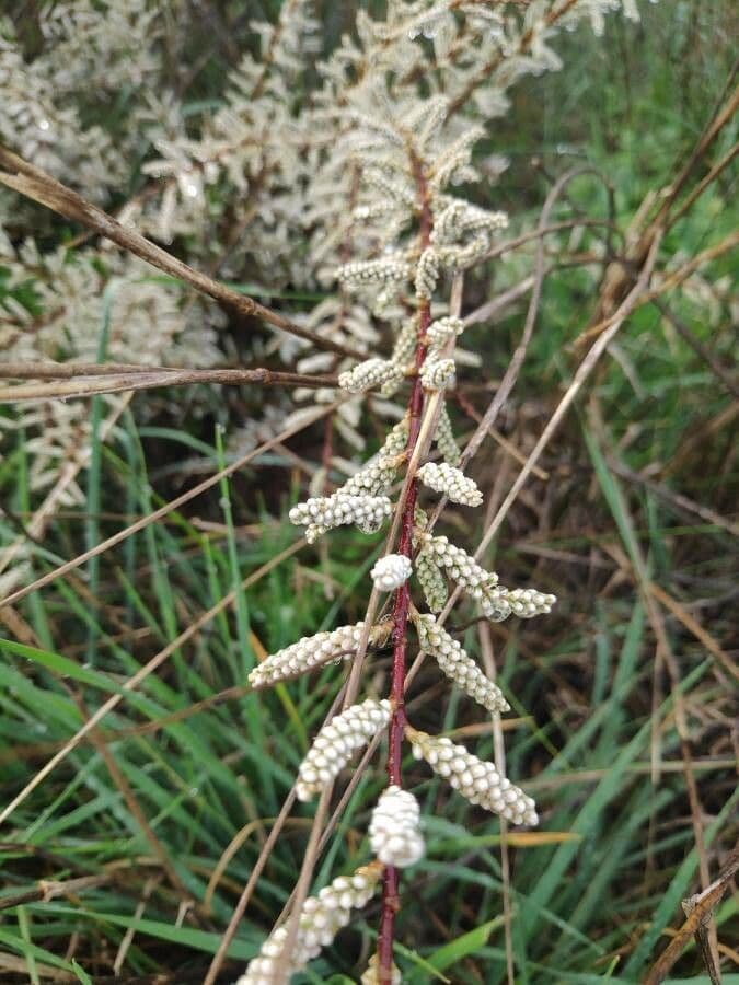 Kanaren-Tamarisk 3