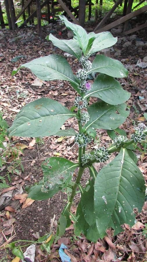 Essbare Pacourina 3