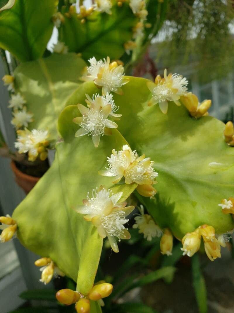 Rhipsalis 3