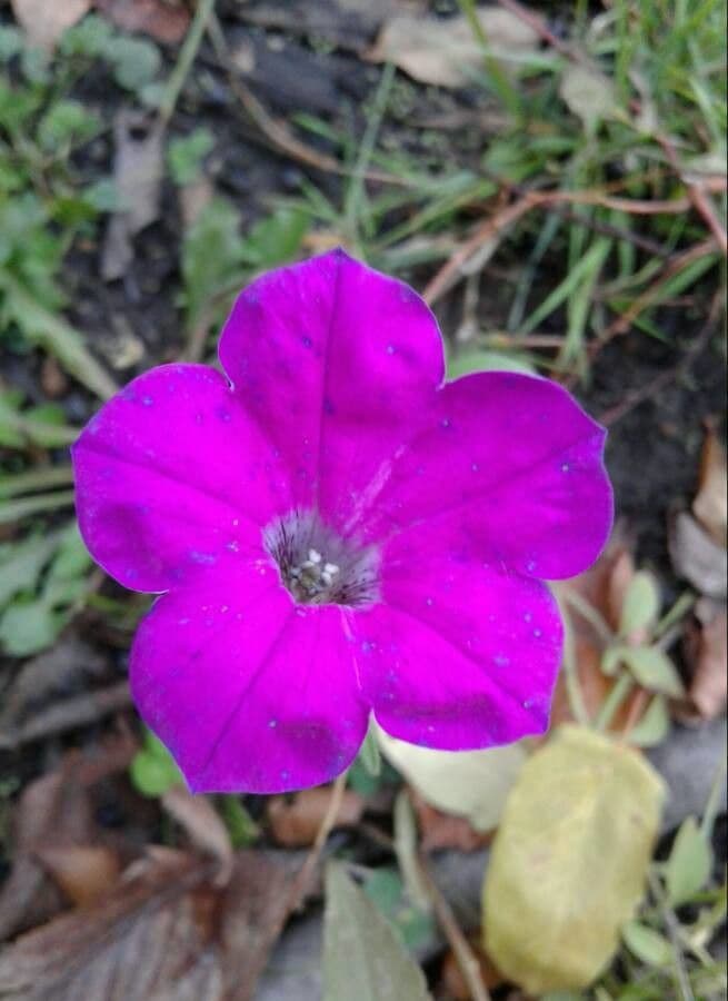 Ipomoea capillacea 3
