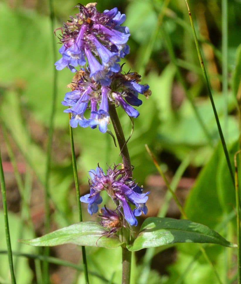 Penstemon štíhlý 9