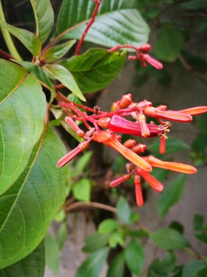 Hamelia 6