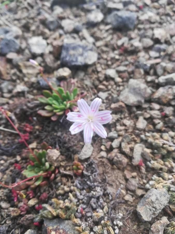 Lewisia a sepali corti