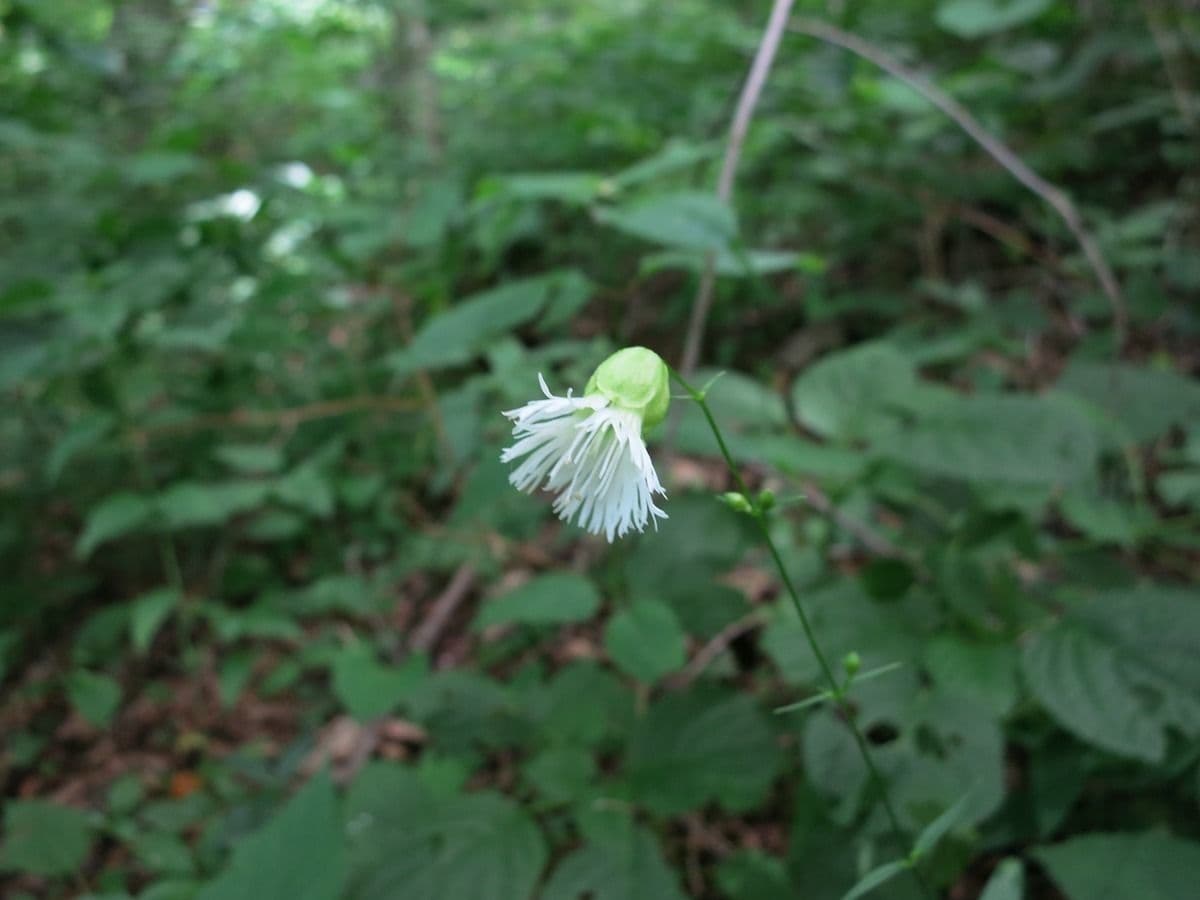 Silene stellata 3