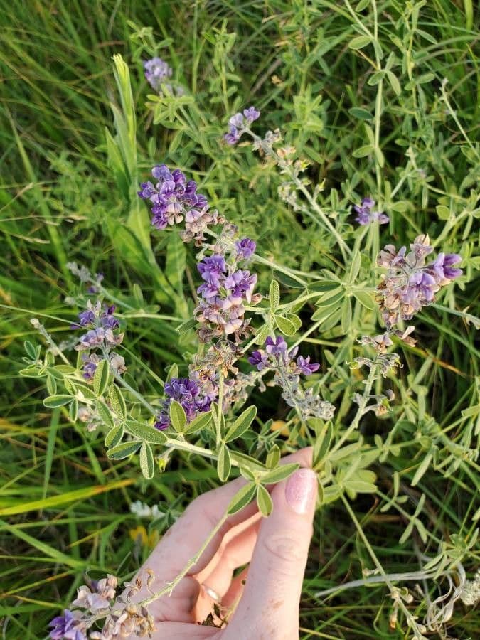 Lupinus di Hill 4