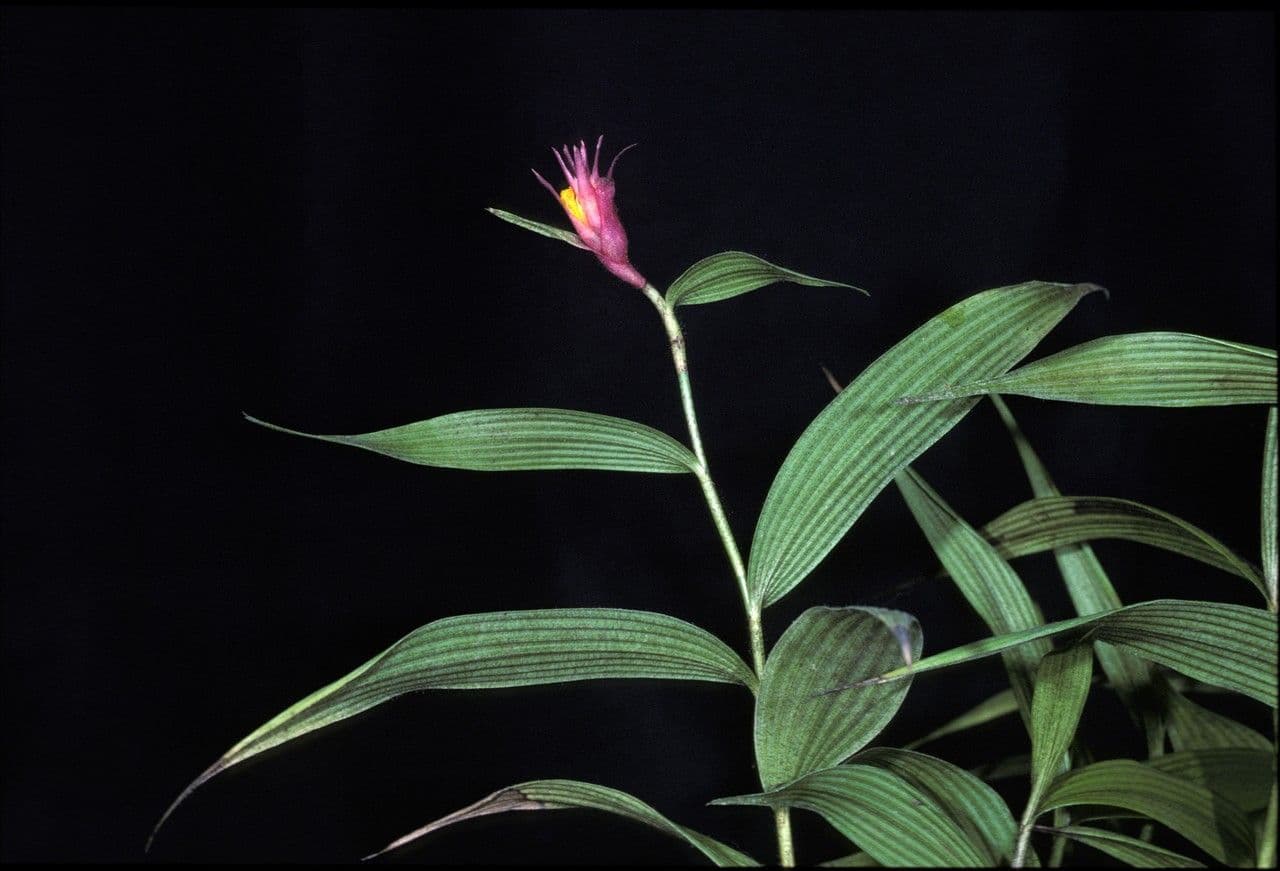 Elleanthus