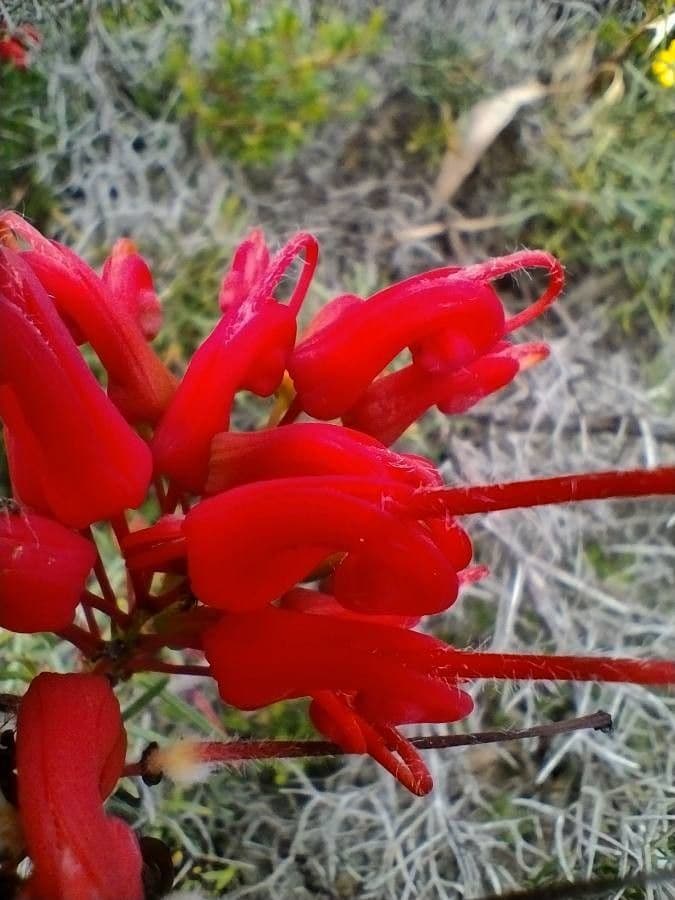 Grevillea